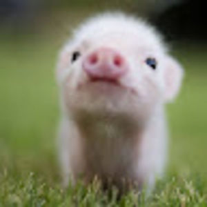 Meet your Posher, Bella